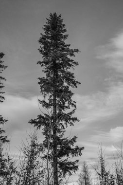 çam ağaçları kış orman