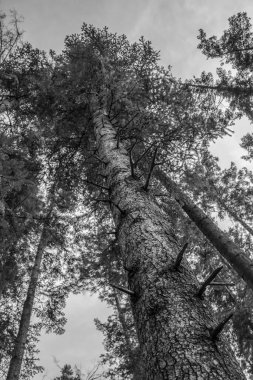 Dağlardaki çam ormanlarının siyah beyaz resmi.