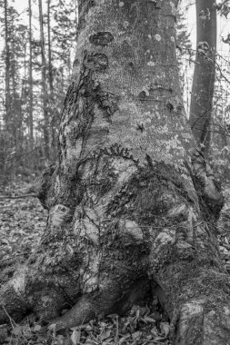 Ağaç kabuğu doku siyah beyaz