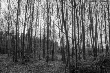 bir ormanın siyah ve beyaz görüntüsü, ağaçlar, dallar ve arka plandaki dallar, siyah ve beyaz görüntü