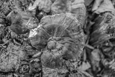 Yakın çekim - ormanda taze mantar çekim