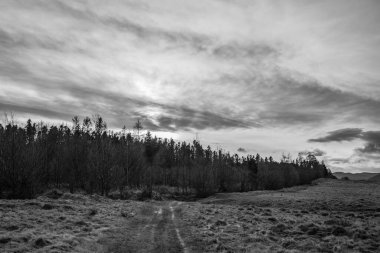 Gün batımında ormandaki bir tarlanın gri tonlu görüntüsü.