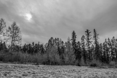 Ağaçlar ve karla kaplı güzel kış manzarası