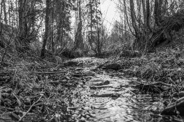 Ormandaki bir derenin siyah beyaz fotoğrafı.