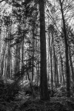 Siyah beyaz orman.