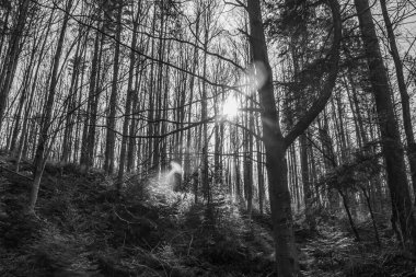 Ormanda bir ağacı olan güzel bir manzara.