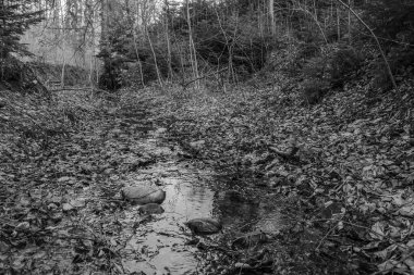 Ormandaki bir nehrin siyah beyaz arka planı