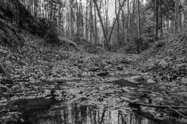 Akıntılı siyah beyaz orman