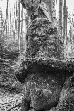 Ormanın ortasında bir ağaç gövdesinin yakın çekimi.