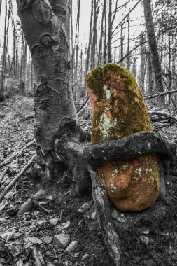 Yosun kaplı ağaçtaki eski kütük..