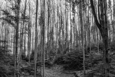 Sonbaharda siyah ve beyaz orman