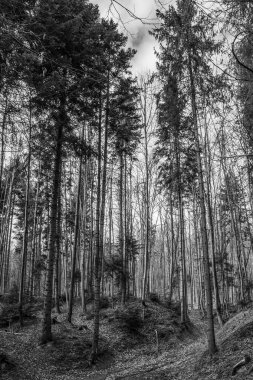Ormandaki bir ağacın siyah beyaz fotoğrafı.