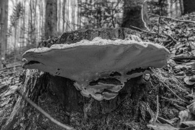 Ormandaki bir ağaç gövdesinin yakın çekimi.