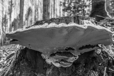 ormanda sonbaharda mantar