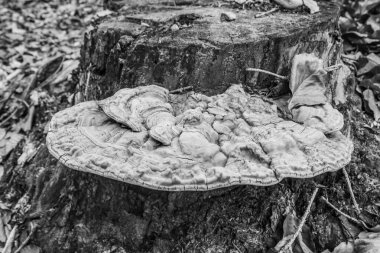 Siyah beyaz arka planı olan eski tahta kütük.