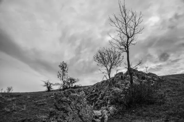 bir ağacın siyah beyaz fotoğrafı