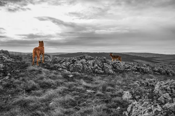 Karpatya tepelerinde bir koyun sürüsünün güzel bir görüntüsü.