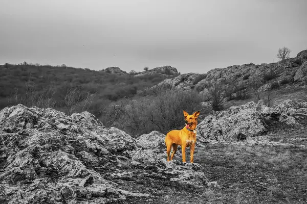 Ormandaki kayalıklardaki köpek