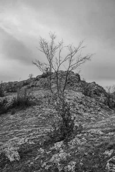 Ağacı olan güzel bir manzara