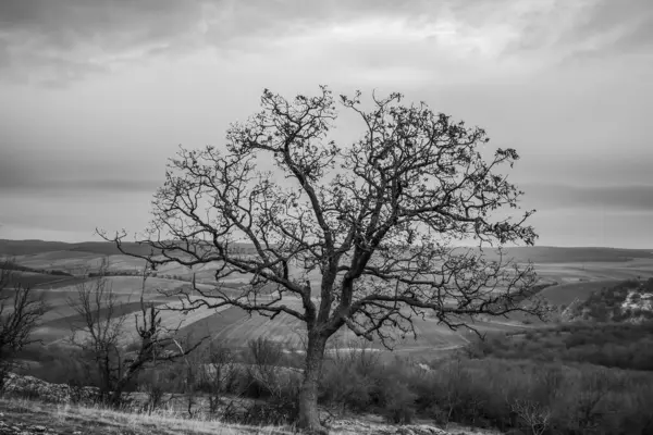 Kırsal kesimdeki bir ağacın gri tonlu görüntüsü.