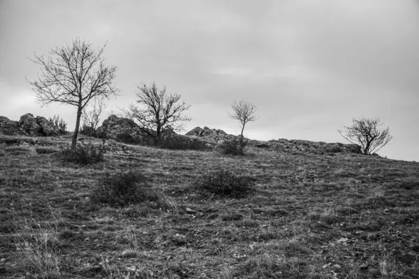 siyah ve beyaz bir dağ ve bir ağaç