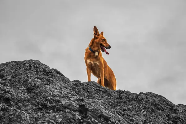 Dağda kırmızı yakalı bir köpek