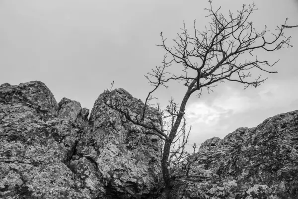 Ormandaki siyah beyaz bulutlar ve ağaçlar