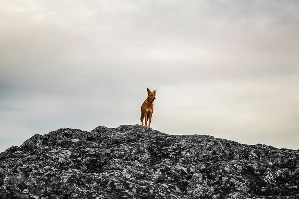 Köpek kayada oturuyor.