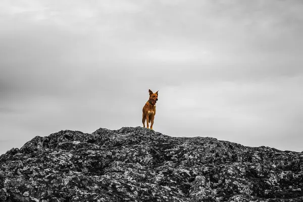 Dağın tepesindeki siyah köpek. nova scotia. Çalan av köpeği