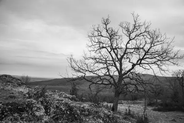 dağlarda bir ağaç