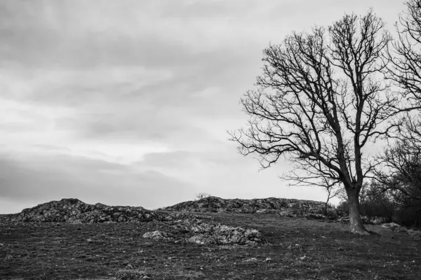 Eski taşın dikey görüntüsü ve tarladaki bir ağaç.