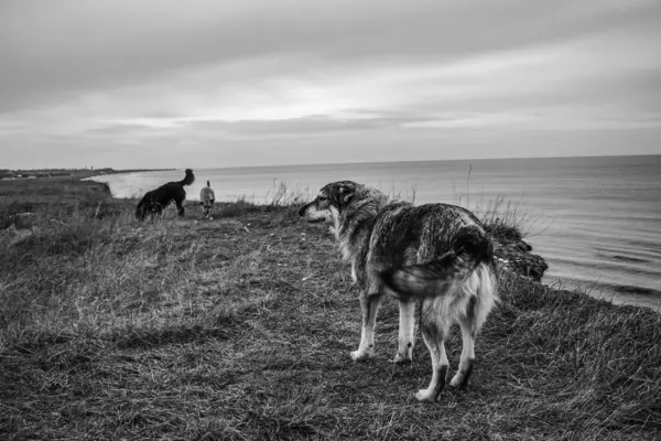 Kumsaldaki köpekler.