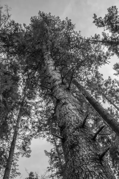 Dağlardaki çam ormanlarının siyah beyaz resmi.