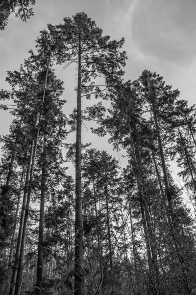 Güzel çam ağaçları Bulutlu bir günde siyah beyaz
