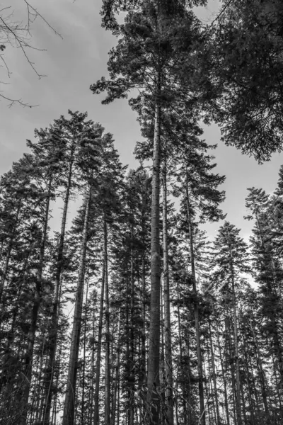 Ağaçlı siyah beyaz çam ormanı