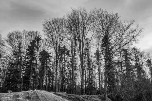 bir ağacın siyah beyaz fotoğrafı