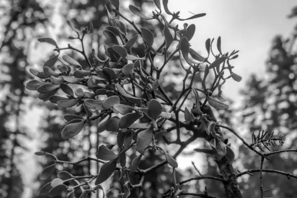 dalların bulanık arkaplanı olan bir ağacın siyah beyaz arkaplanı