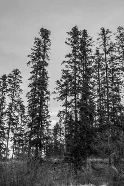 Dağlardaki bir ormanın güzel bir görüntüsü