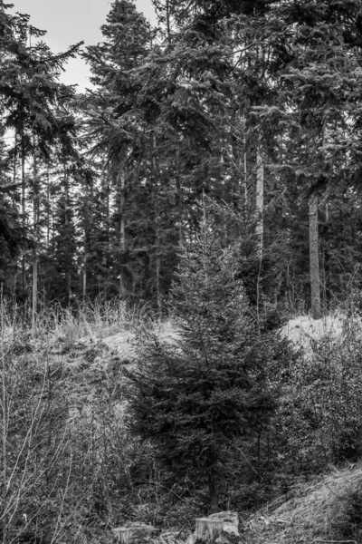 Dağlarda dağları olan güzel bir manzara.