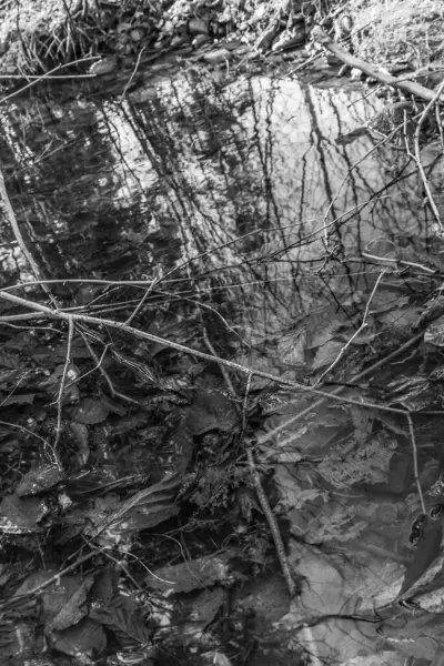 ağaç dallarının siyah beyaz arkaplanı