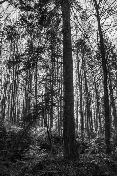Siyah beyaz orman.