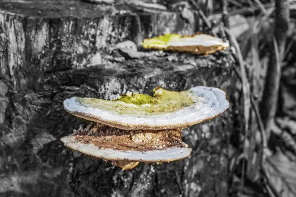 Kütüğün üzerindeki mantarlar