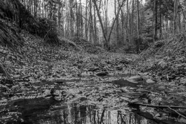 Akıntılı siyah beyaz orman