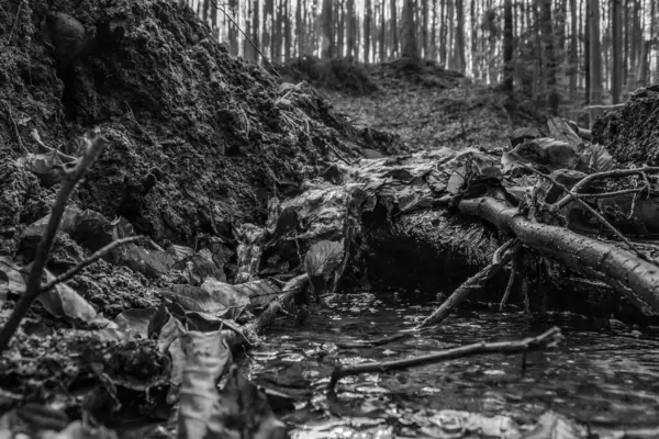 Ormandaki bir ağacın güzel gri tonlu görüntüsü.