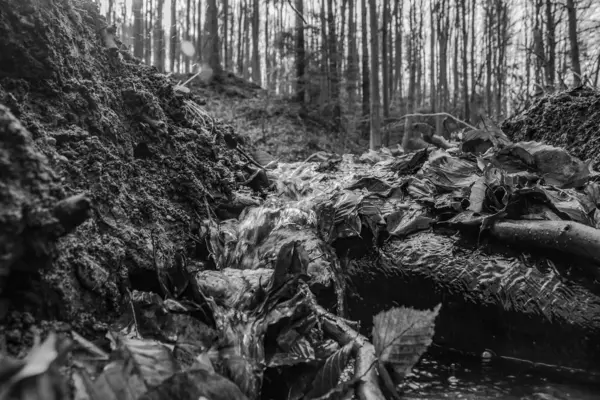 Ormandaki siyah beyaz bir ağacın güzel bir fotoğrafı.