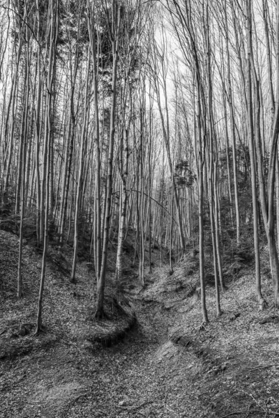 bir ağacın siyah beyaz fotoğrafı