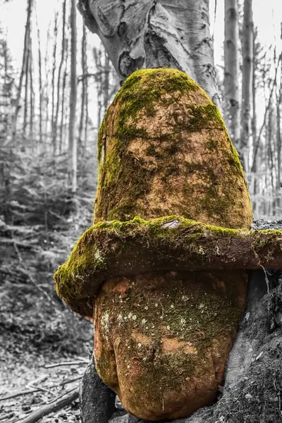 Ormandaki eski tahta kütük