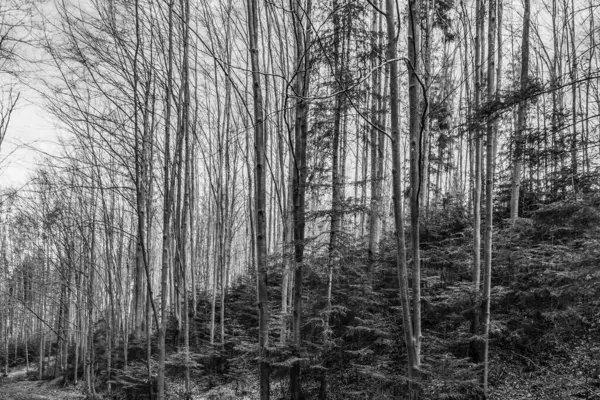 Ormandaki genç bir adamın siyah beyaz fotoğrafı.