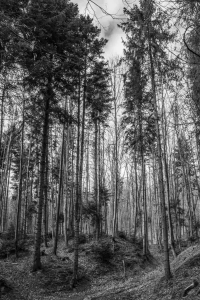 Ormandaki bir ağacın siyah beyaz fotoğrafı.