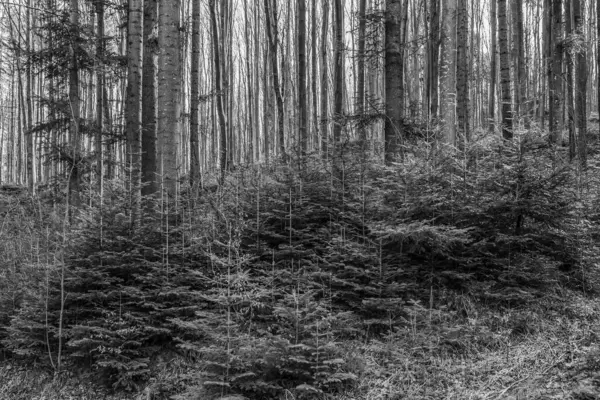 Uzun gövdeli ve ladin ağaçlı bir çam ormanının siyah beyaz görüntüsü. siyah beyaz fotoğraf